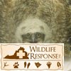 Great Horned owl 